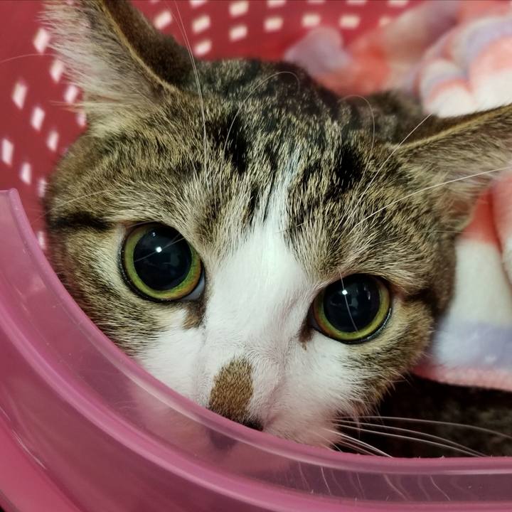 Af0cb6e4 a4d1 4b04 8e7b 8666b6fd8425 1543627831410