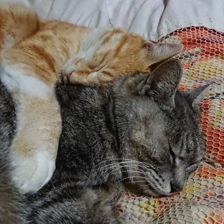 Af0d45cf 8f7e 4119 849b 9029bfd81b9e 1585226022803