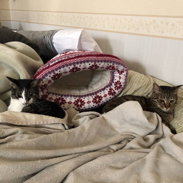 Af12a9a1 34fc 485e ac47 b914768779ff 1556461414809