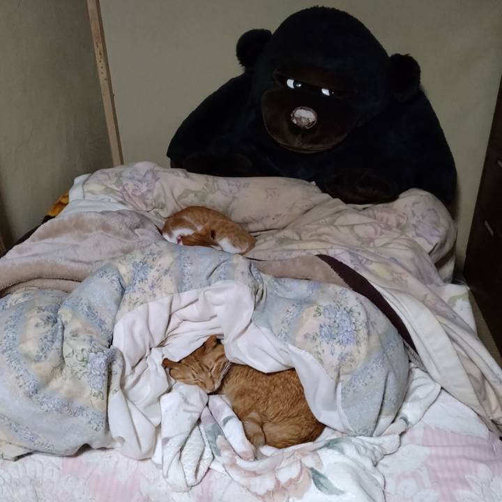 Af13551b e6d3 469a a8cb d2f83fea5c3e 1740907539955