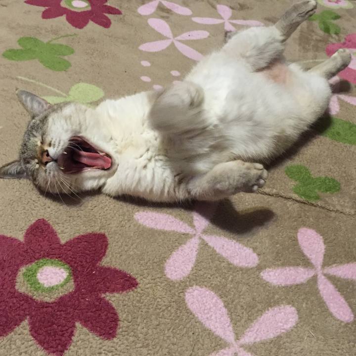 Af158cdc 4aef 4e55 9c6b dc383644f3ad 1525345108350