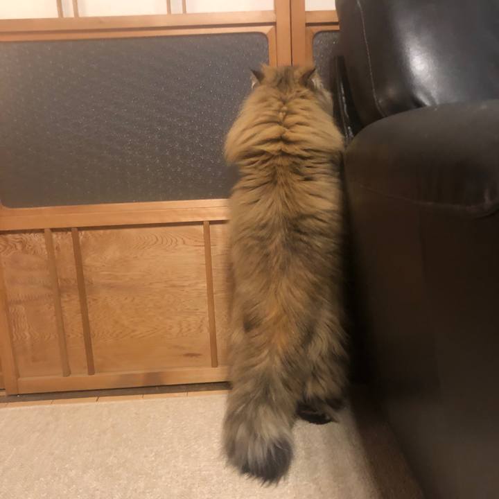 Af16adb4 1fc8 4734 b696 54c3c2f6a1bb 1583492660143