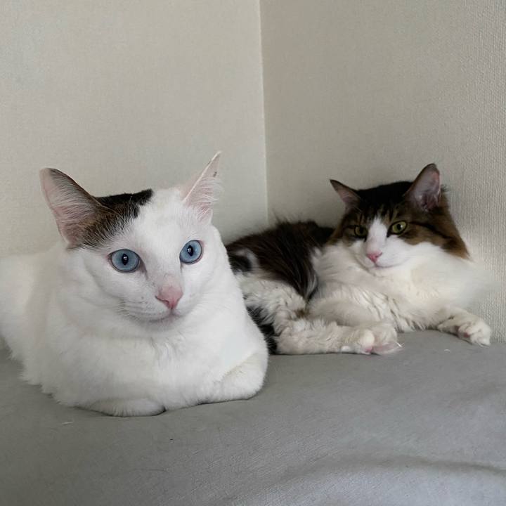 Af18f606 931a 4b1e be5a d31bc5968b22 1577782140799