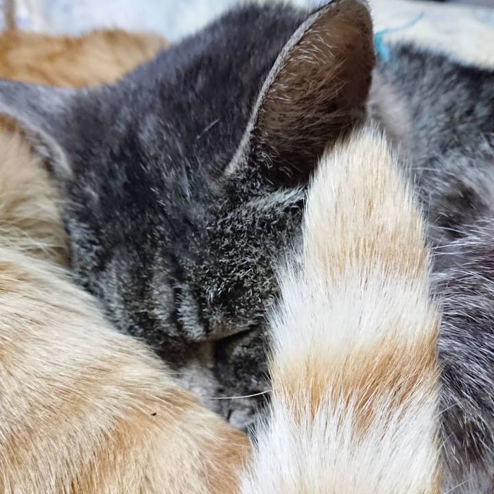 Af1c1b34 e98c 4f96 b56e 2396a2ae07bc 1576584281340