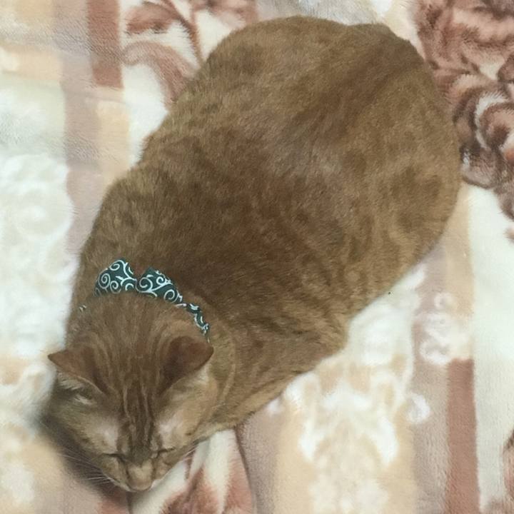 Af1e32b4 7f66 48c2 8ca0 005468de291f 1550392531218