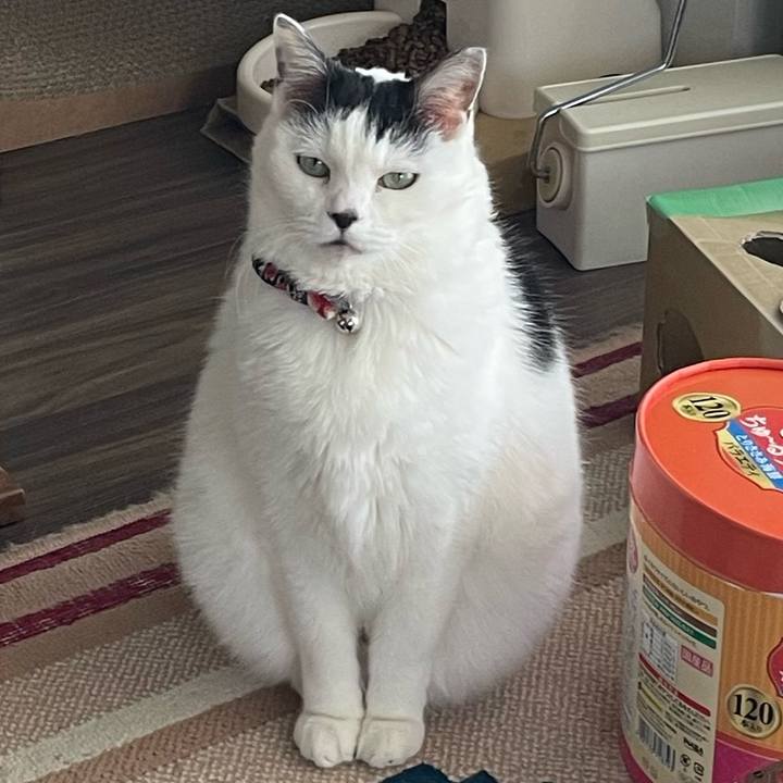 Af1ed776 0280 44ab b4ac 8cb1bc777fba 1735612983991