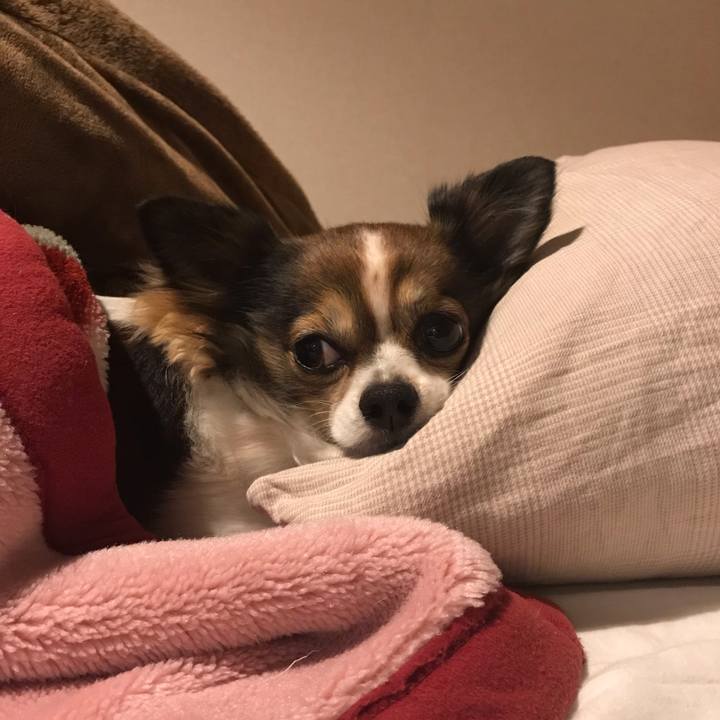 Af204ec4 816c 4b1e 9c32 d0527b45139c 1545652862574