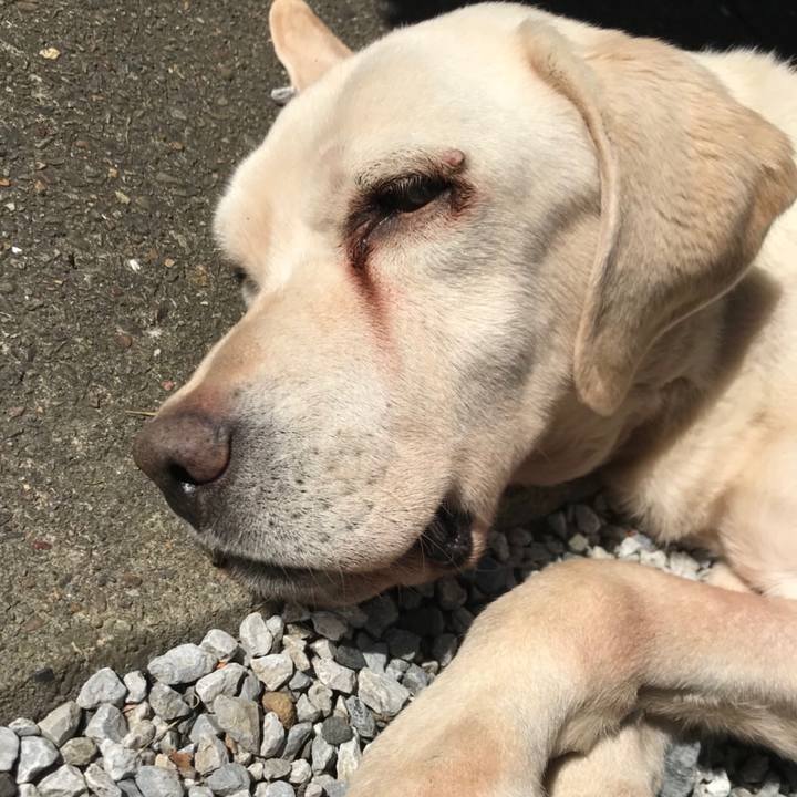 Af207730 4039 425f 92bc 5f9a46387977 1508748738011