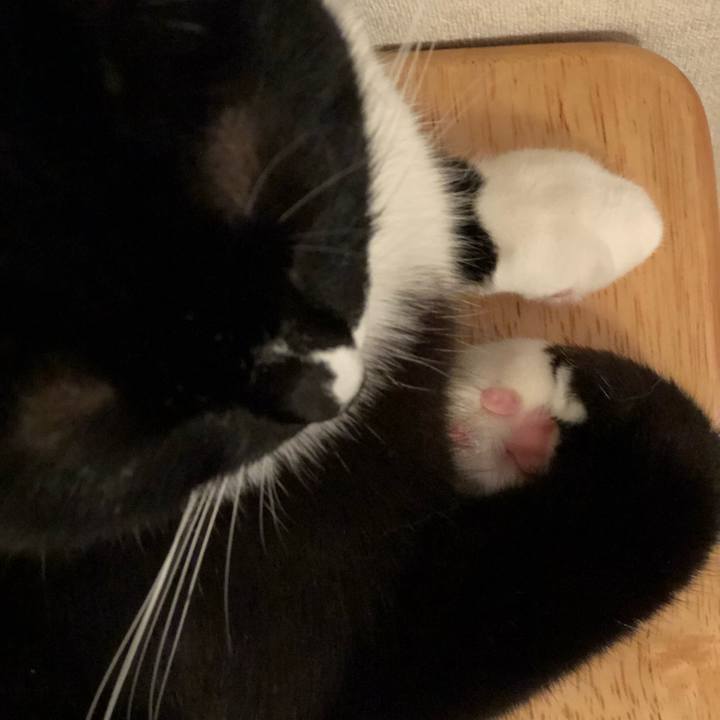 Af2607ca 90da 4215 a45c 3a94f8513ba6 1563918124150