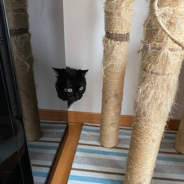 Af262efc 04b0 4709 9e4b 8a9ebfa5242f 1583318410253