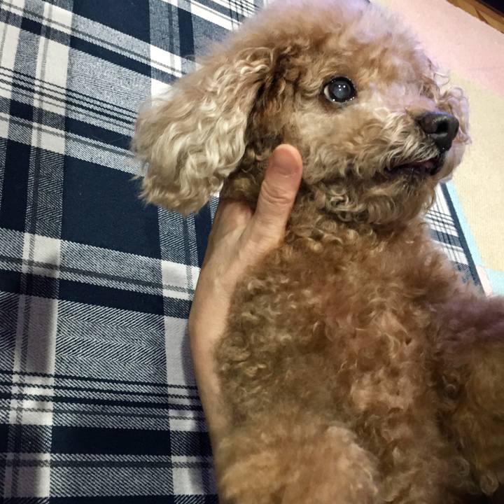 Af2865df dd73 442e 974a 9eaab01cc273 1512649447603