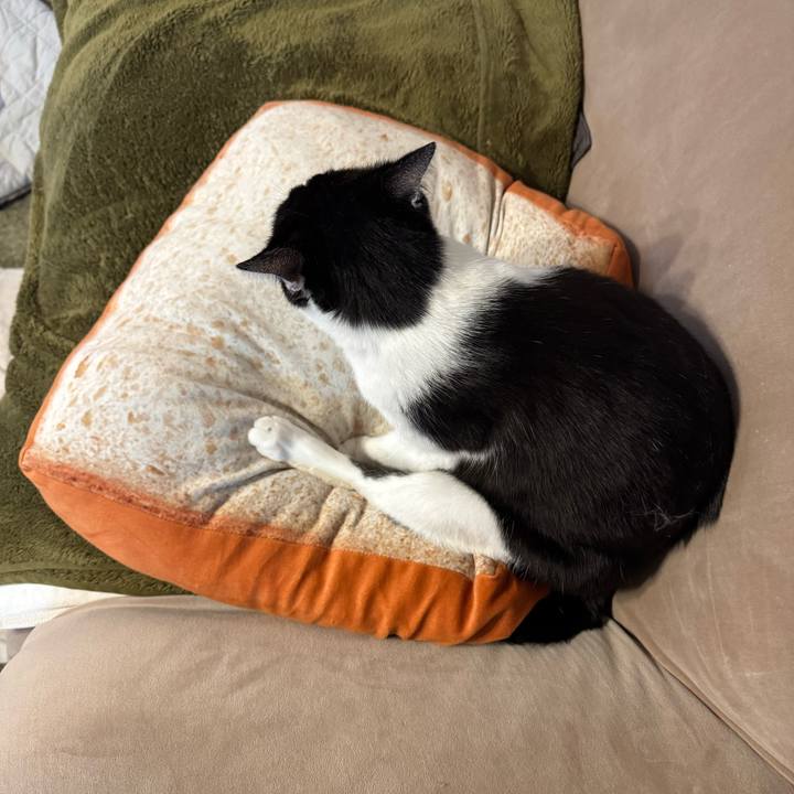 Af294000 3137 4d0b bb72 b2de7265373c 1771643815354