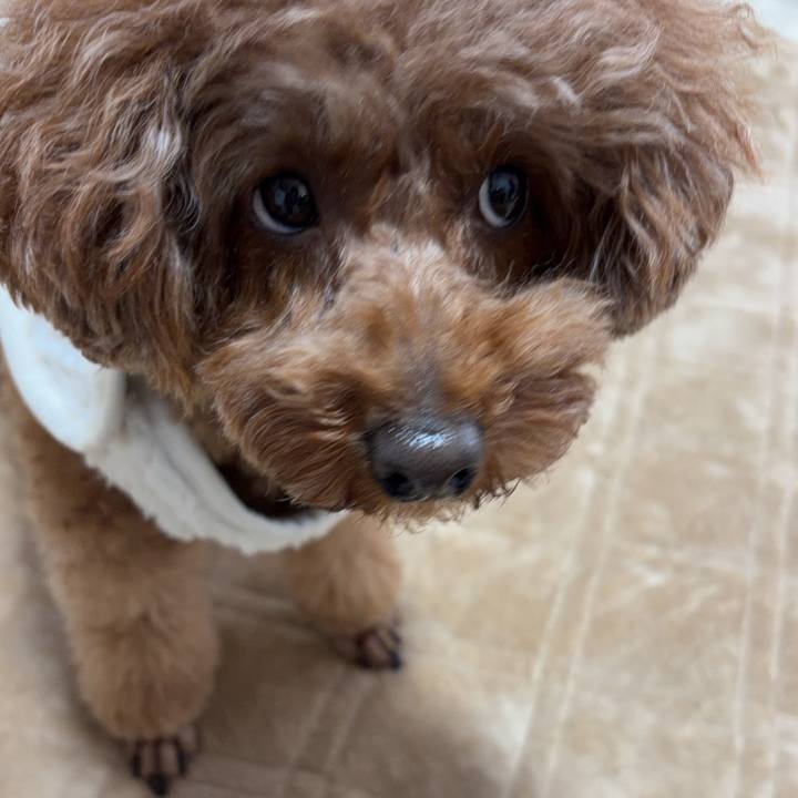 Af2a0b8e 18fc 4595 8583 c759bc25d8ad 1766707985437