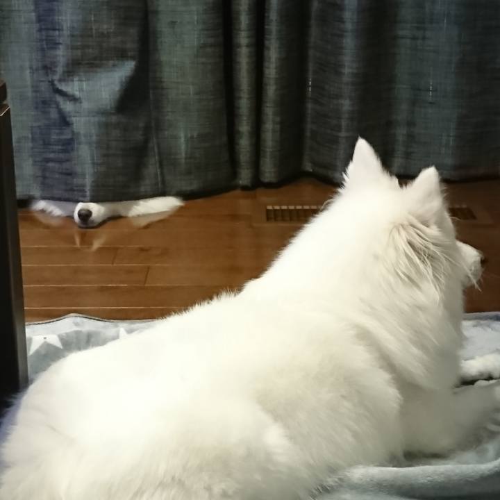 Af2cb550 7139 45eb 9718 d1f40d3dd1ad 1589709641093