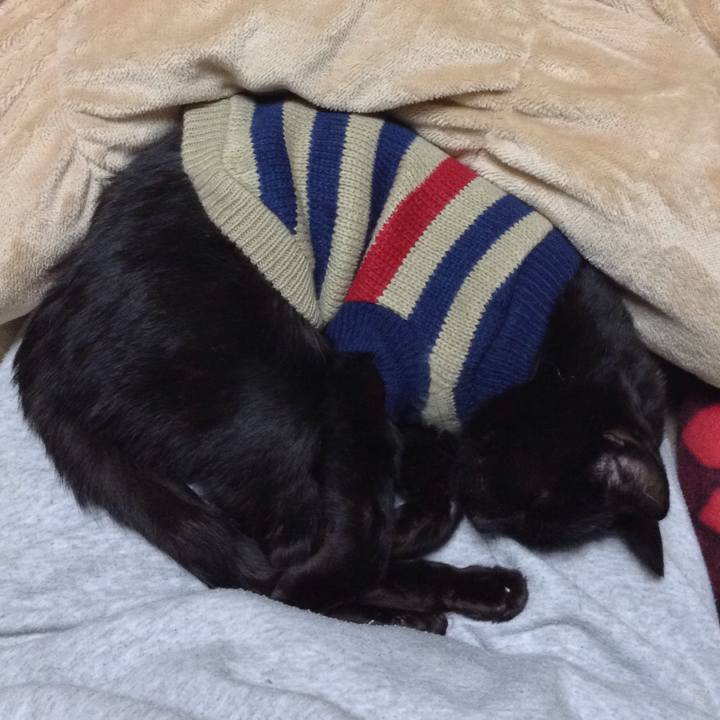 Af2f1545 1cdc 4830 9c9a cd20f27d92e0 1549279688589