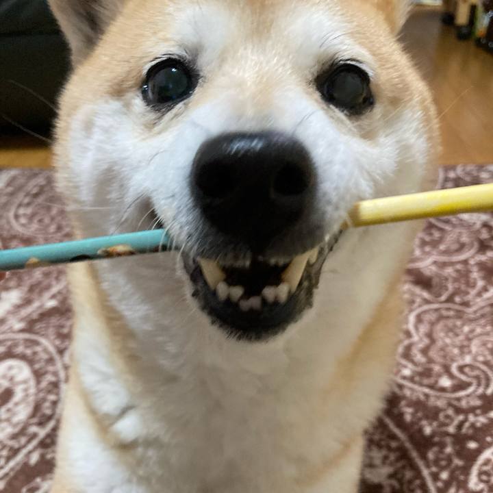 Af32216e 748b 4c0a bf49 ec4b5737a374 1617361120862