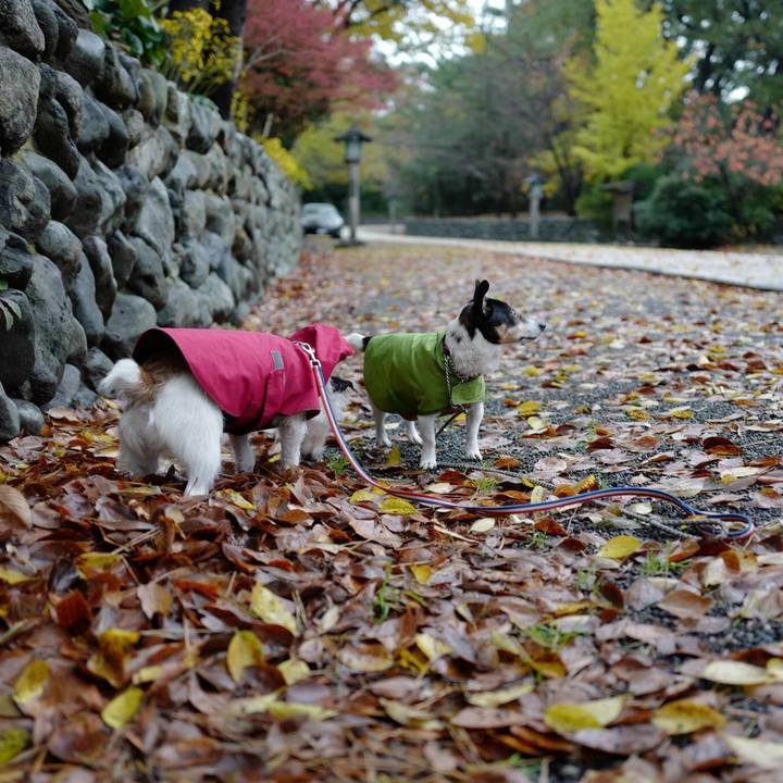 Af32d43a f248 4823 a857 5ea87305b768 1510373074130