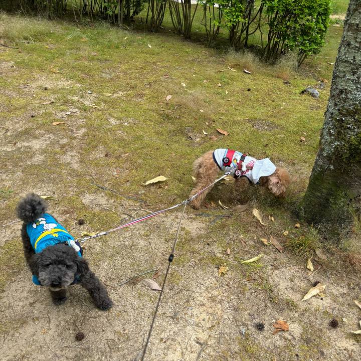 Af33c32d df66 40a6 b1de e10007541433 1717034250552