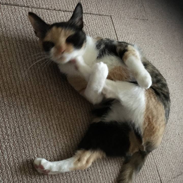 Af36503d d6cf 46b2 a057 23804710ef49 1512001602731