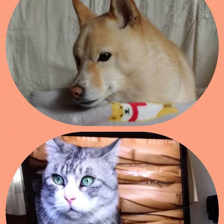 Af3cb8b4 e2f9 4100 aa25 7036ce54a2ad 1608088624300