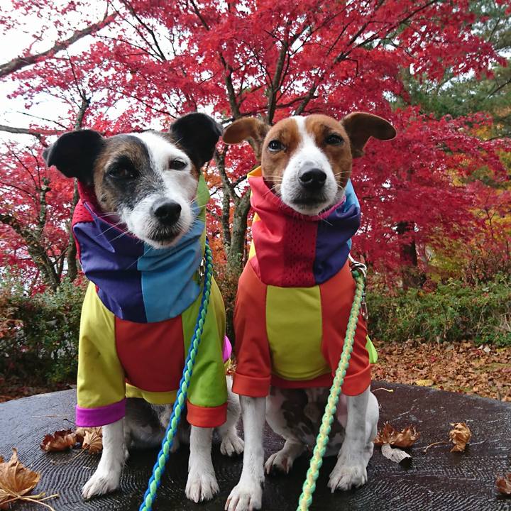 Af3f4468 1051 4954 941b f3bc4d5b5a83 1604728935164