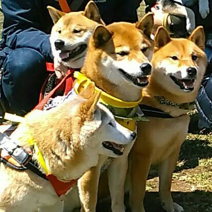 Af4026e9 4a8e 42d4 a15c 4f9873f70056 1555409364764