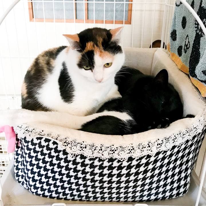 Af426562 205d 4b4a 89bf f077e8a37684 1519740030117