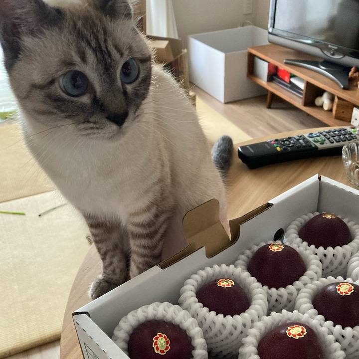 Af42a0b1 8281 4f46 a587 c4dd85c5cef1 1595816651603