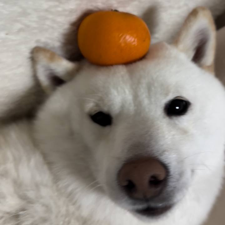 Af435877 47cc 4ff6 8f3f 1ad22985b757 1768130492106