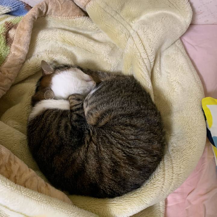 Af470b0c 17d9 4fcc b05e 5aa3e1f905dd 1610798939343