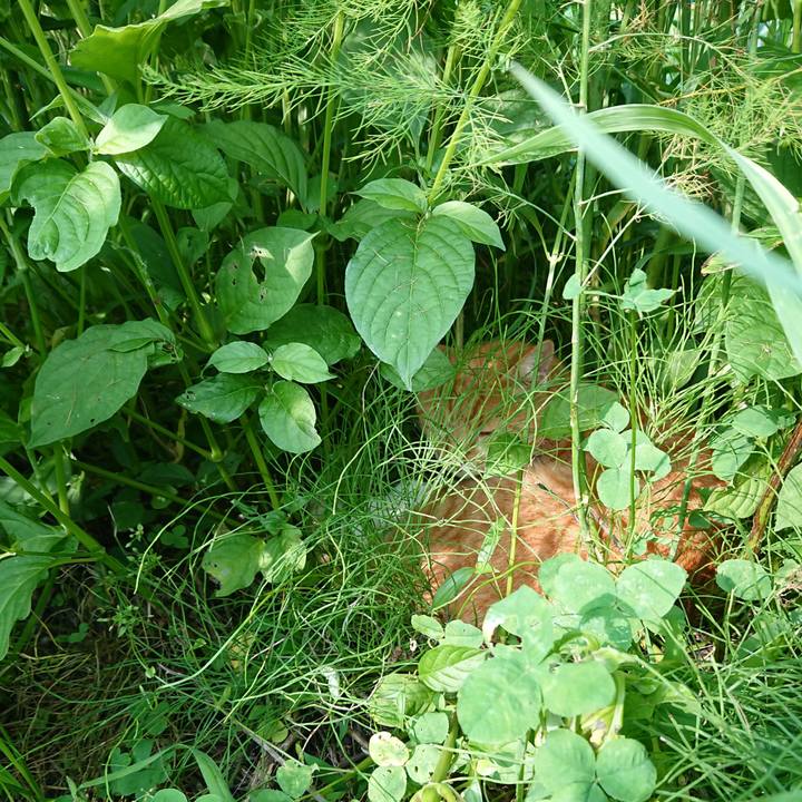 Af4b4435 6683 4e4f b773 384b8d9208d9 1596609632136