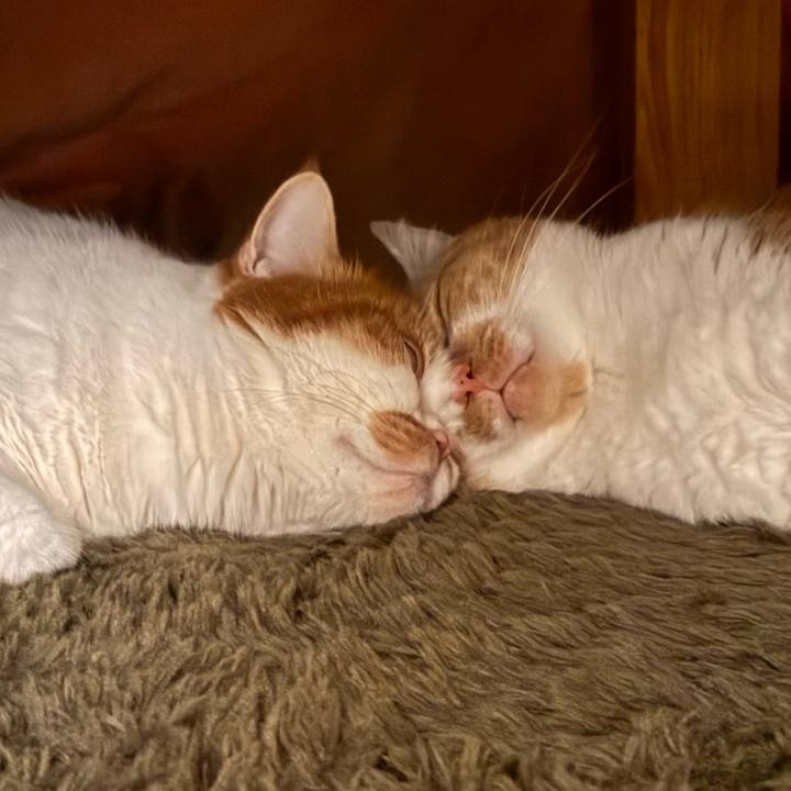 Af4cf66f 7e62 41e3 ac0d 36fae05aab75 1766491866420