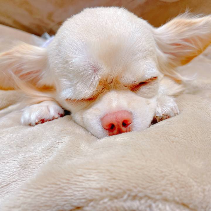 Af4ed408 79eb 4fed 8e5e 16a03e28e4ea 1638424130558