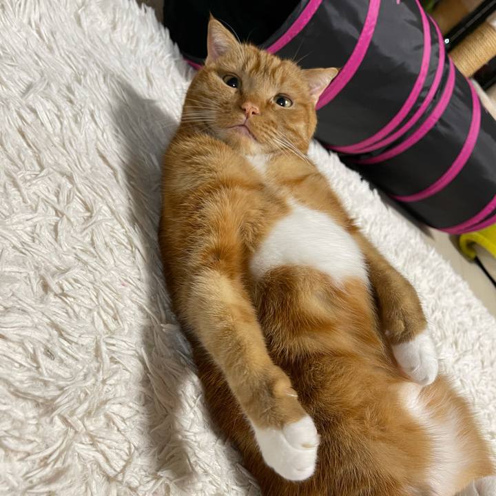 Af4f88ba 99b4 45fc 81cc daaf89ac2f45 1615815783438