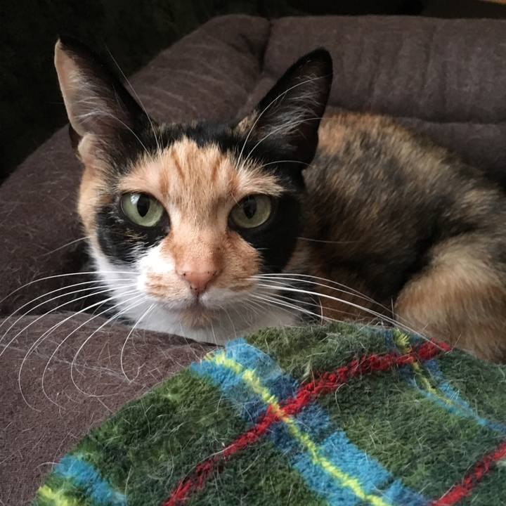 Af53ae5c 2a17 46f1 aa36 9d8e68a19e4f 1518076756219