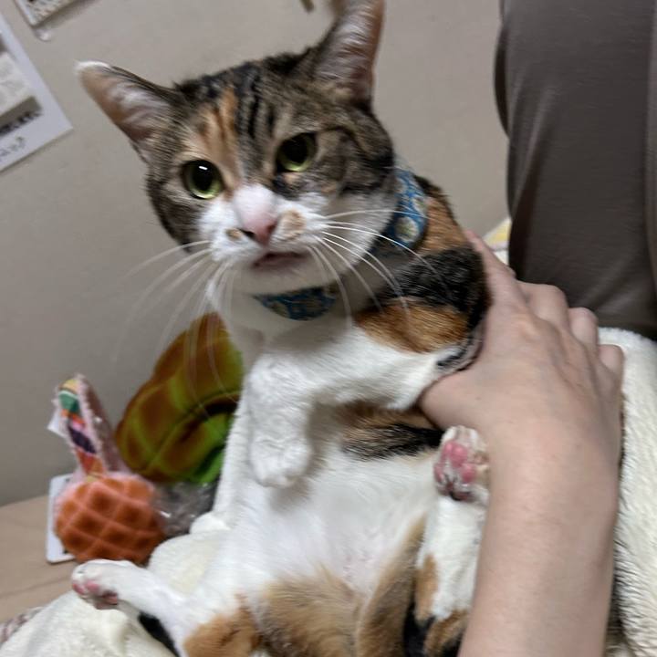 Af5646ca 9b99 41e6 8c9e 061cb426e770 1763414462366