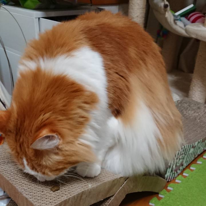 Af56ae3d b32f 40d6 9089 f1f9b855b5fe 1554890654941