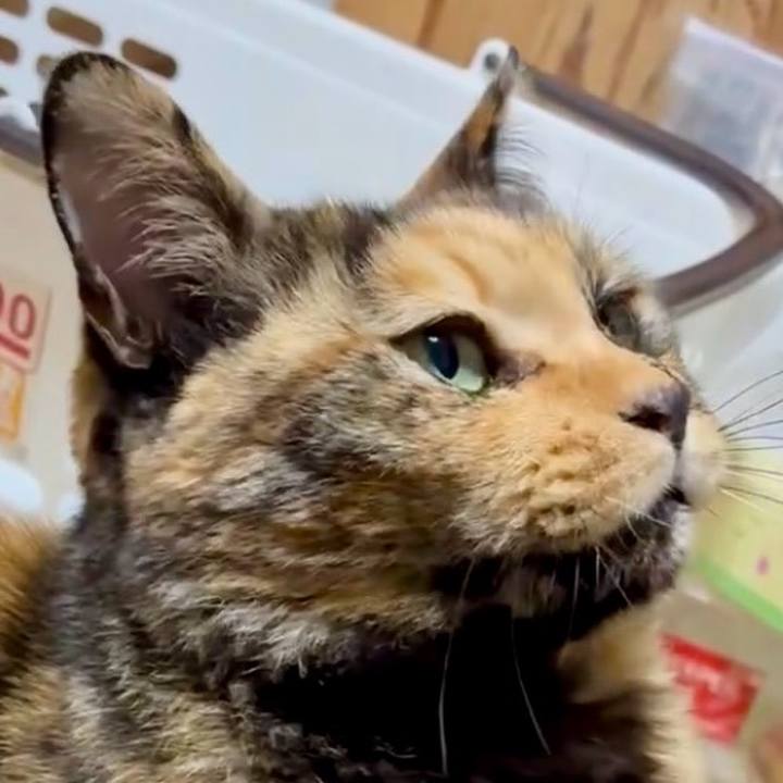 Af59beb4 6348 4449 b211 9e7b88a84a30 1762980003652