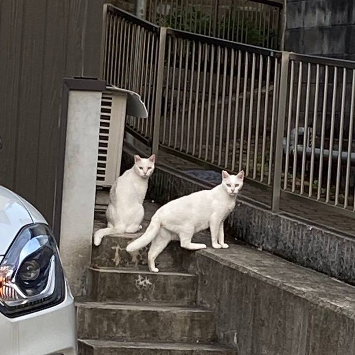 Af5d7455 f26e 4c57 b3b2 924c56fedcfd 1760430716085