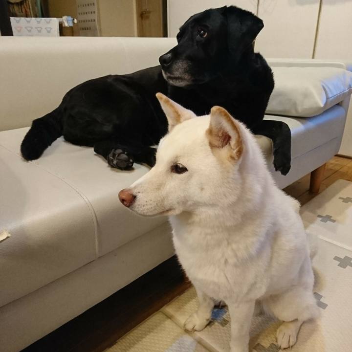 Af61c3f7 e4b9 4b0c 880f 78ae4ab1b334 1548627378069