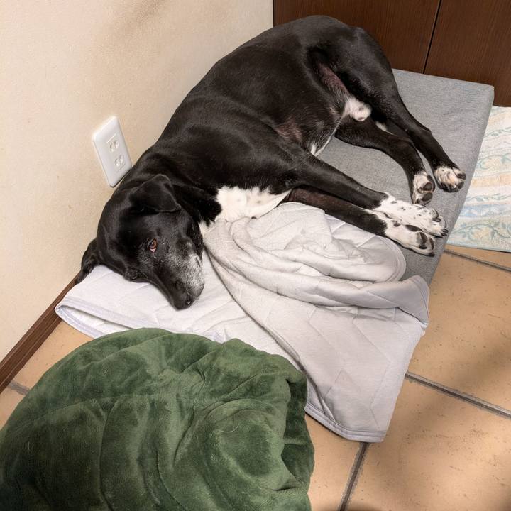 Af6634ec f42d 46c8 9c8d a5ed74bf85a7 1744591061947