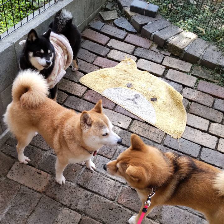 Af68df73 236d 43f6 9283 533d4ff1b3b8 1637491083349