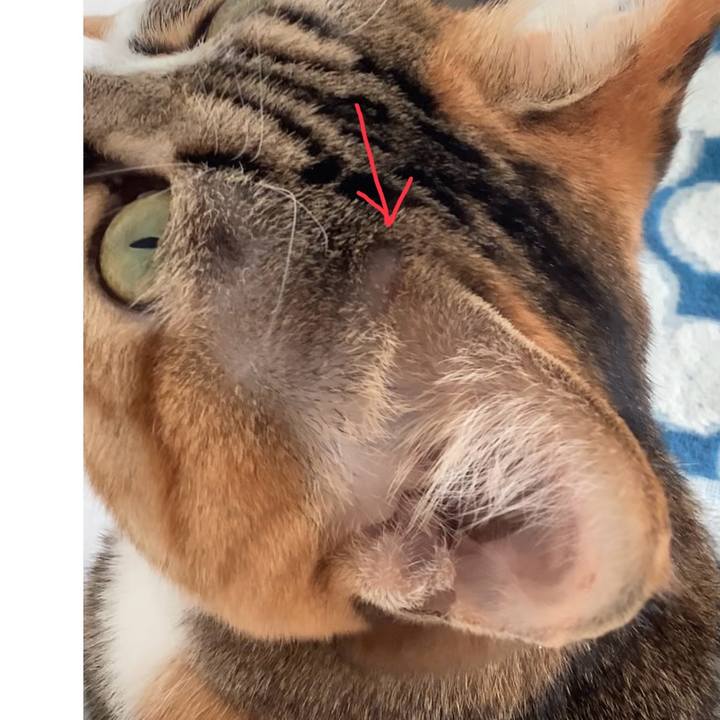 Af6a1fe7 c510 4c4a 9664 dc92adb42c43 1731042357606