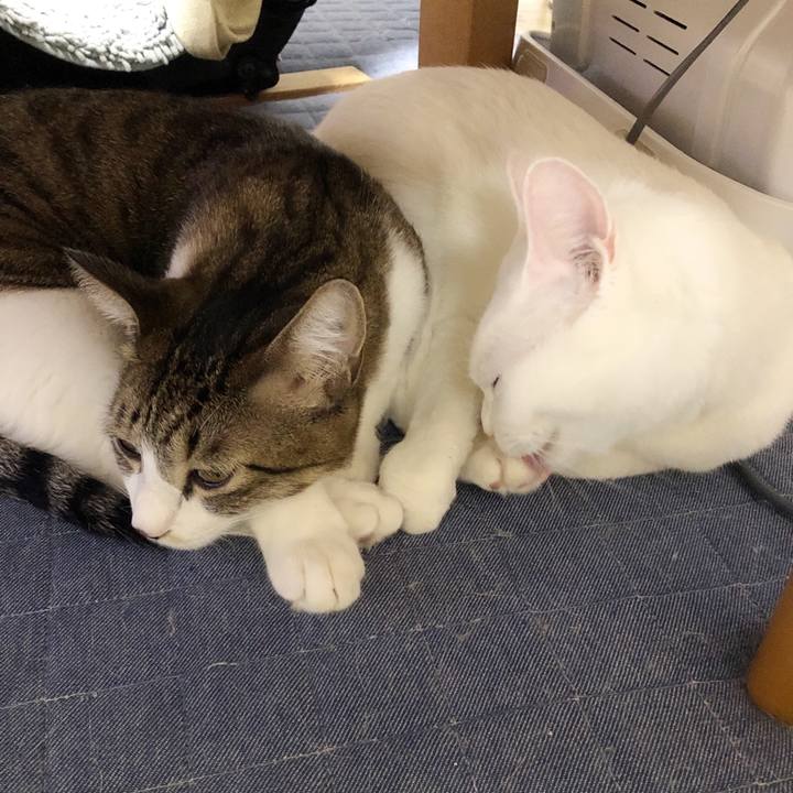 Af6be4c8 b3ae 45b3 b7d5 a5bb8449a954 1599388987621