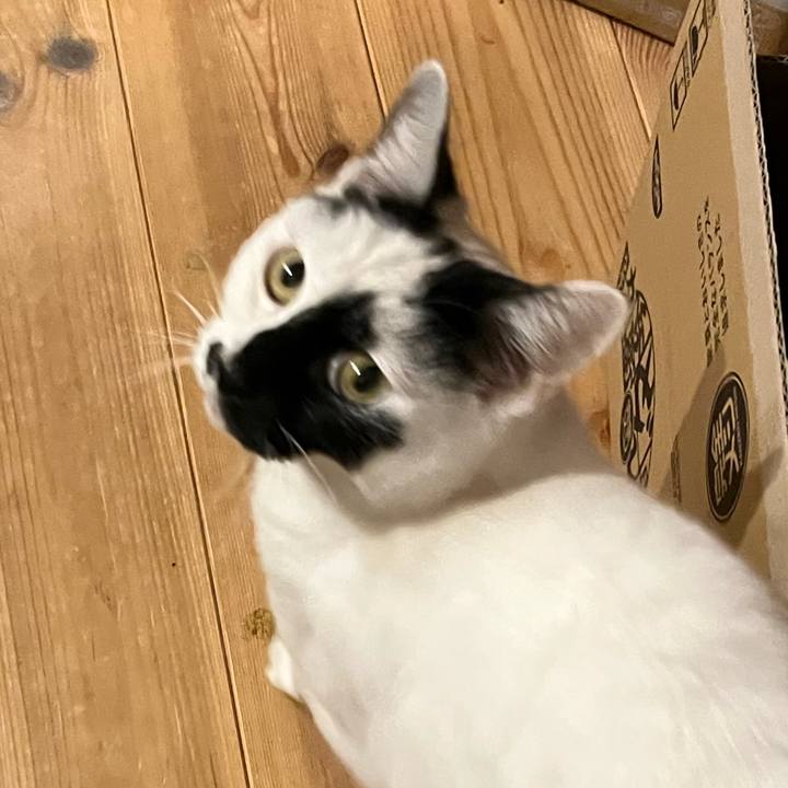 Af6cc0bb 9cf6 4705 ab0c b5951a094cc5 1770213243385