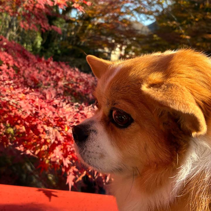 Af6cecb0 6d6b 46d7 9233 6f713ae341a5 1765509620165