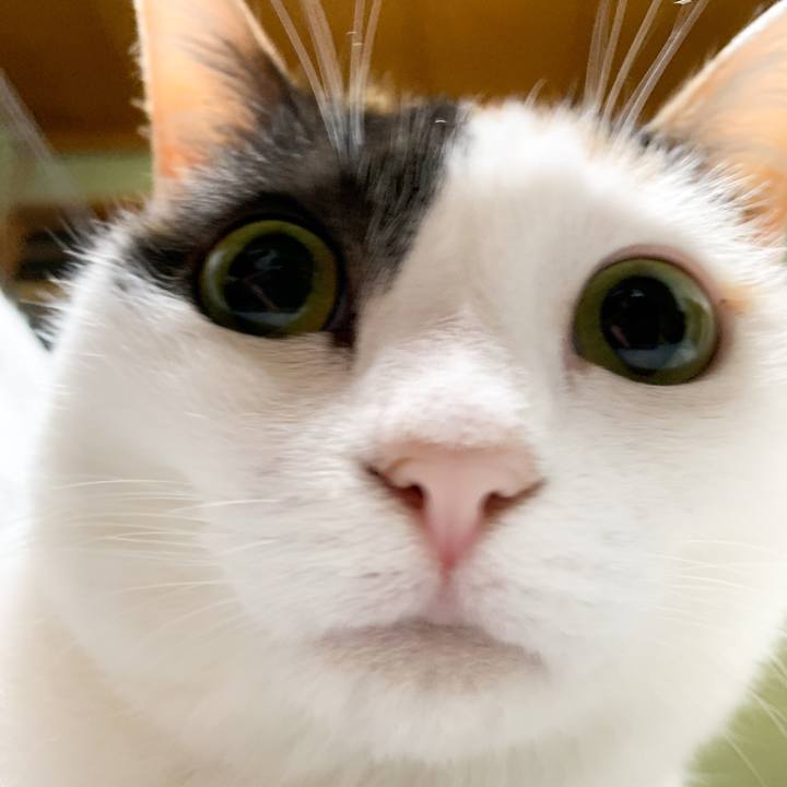 Af6cfdcc c323 4e51 9506 7202caa2cf17 1582334103812