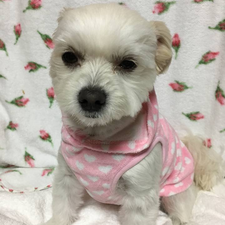 Af72bdee e092 429d a4d0 337d3dc34292 1508574508939