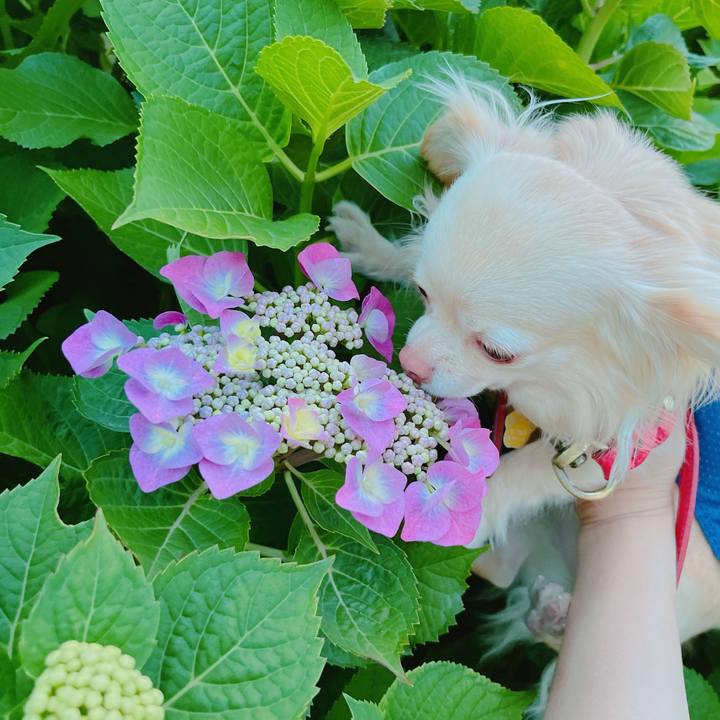 Af72f9b0 200c 47b7 a0b8 406739b9fa95 1654251804166