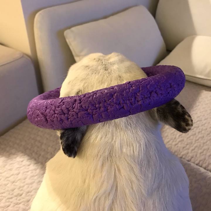 Af74e497 f83a 48a5 b6e2 e61320a9f36b 1585958754943